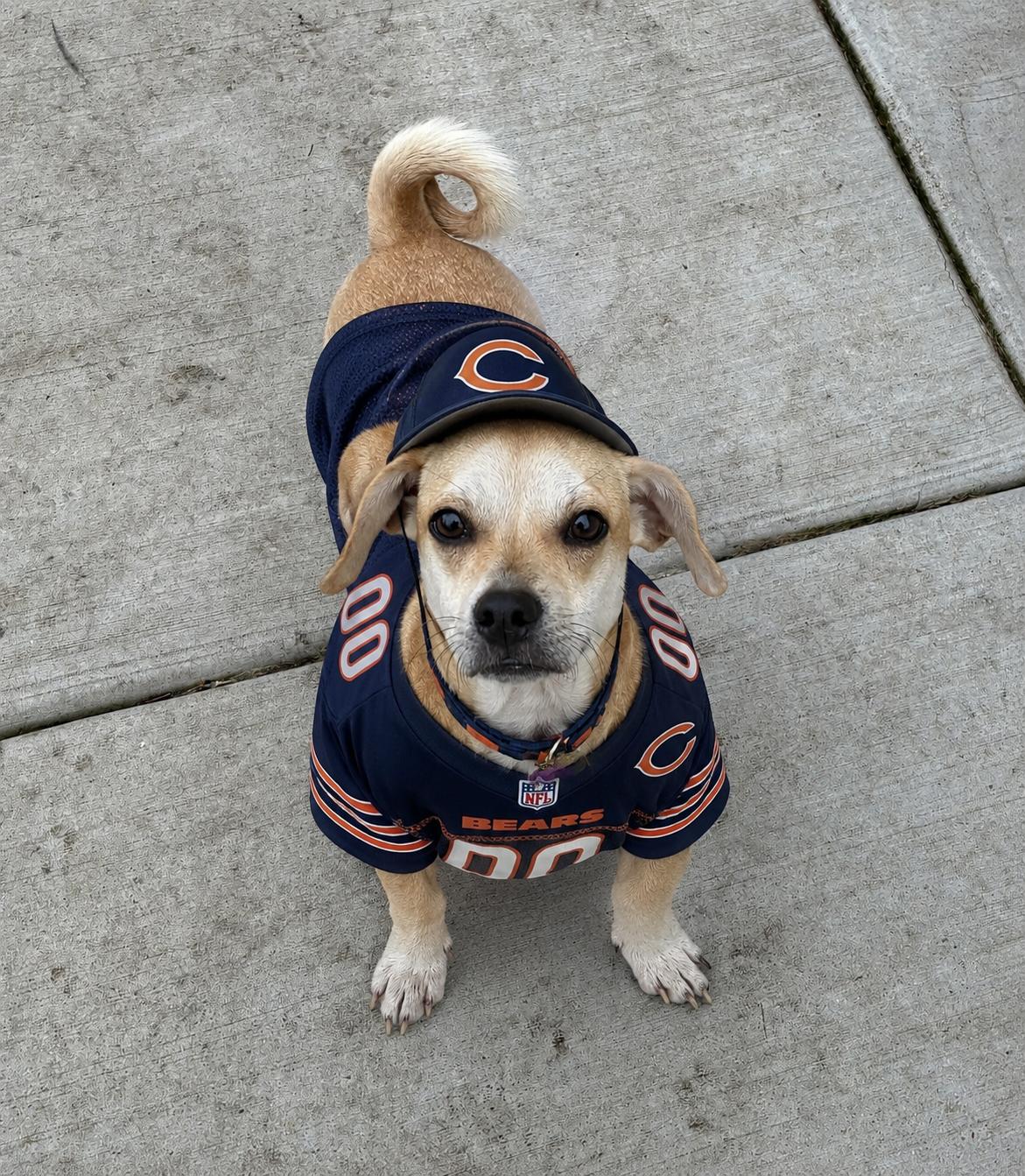Enlarge Boomer, a Adoptable mixed breed in Bartlett, IL image 6/6