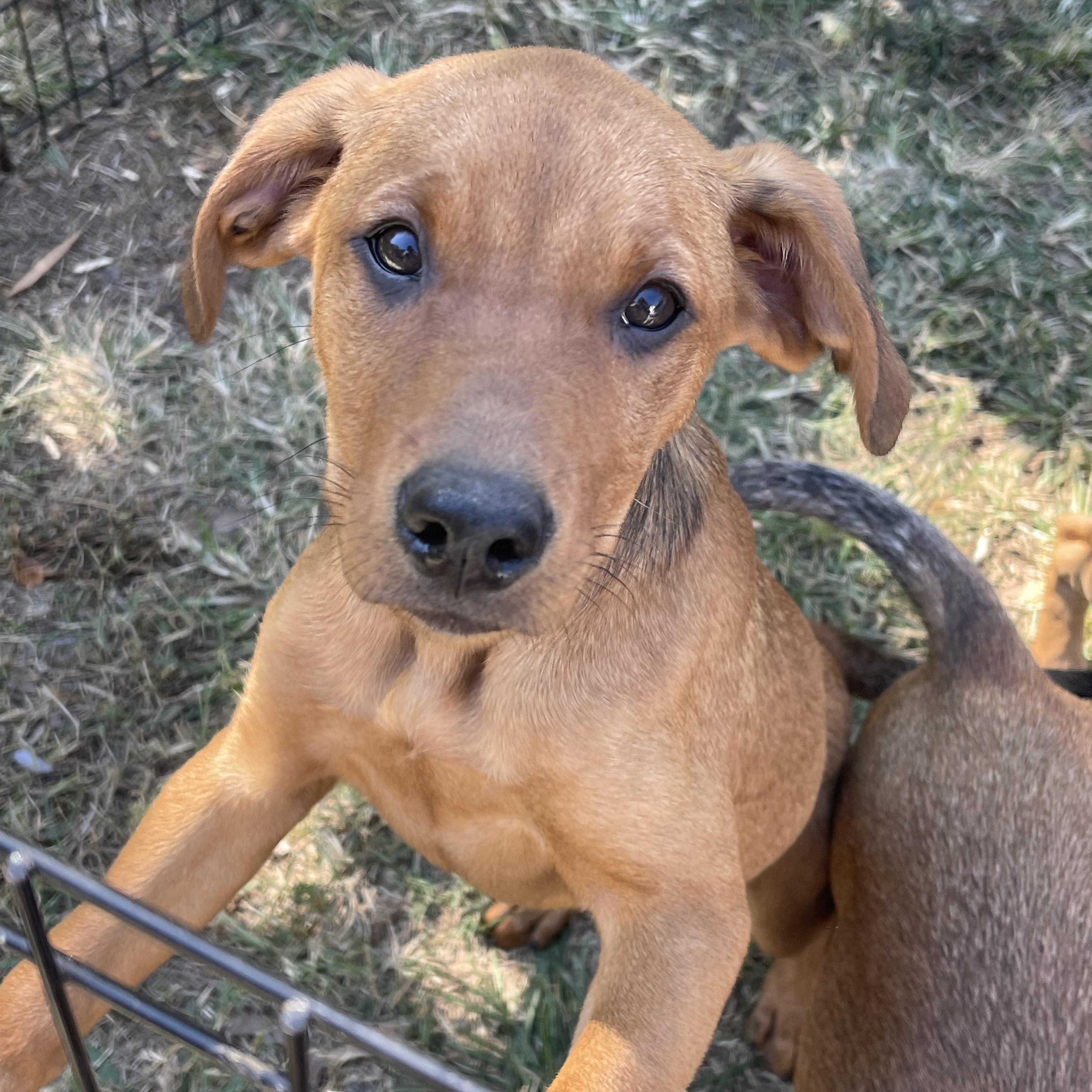 River, an adopted mixed breed in Kannapolis, NC image 1/3