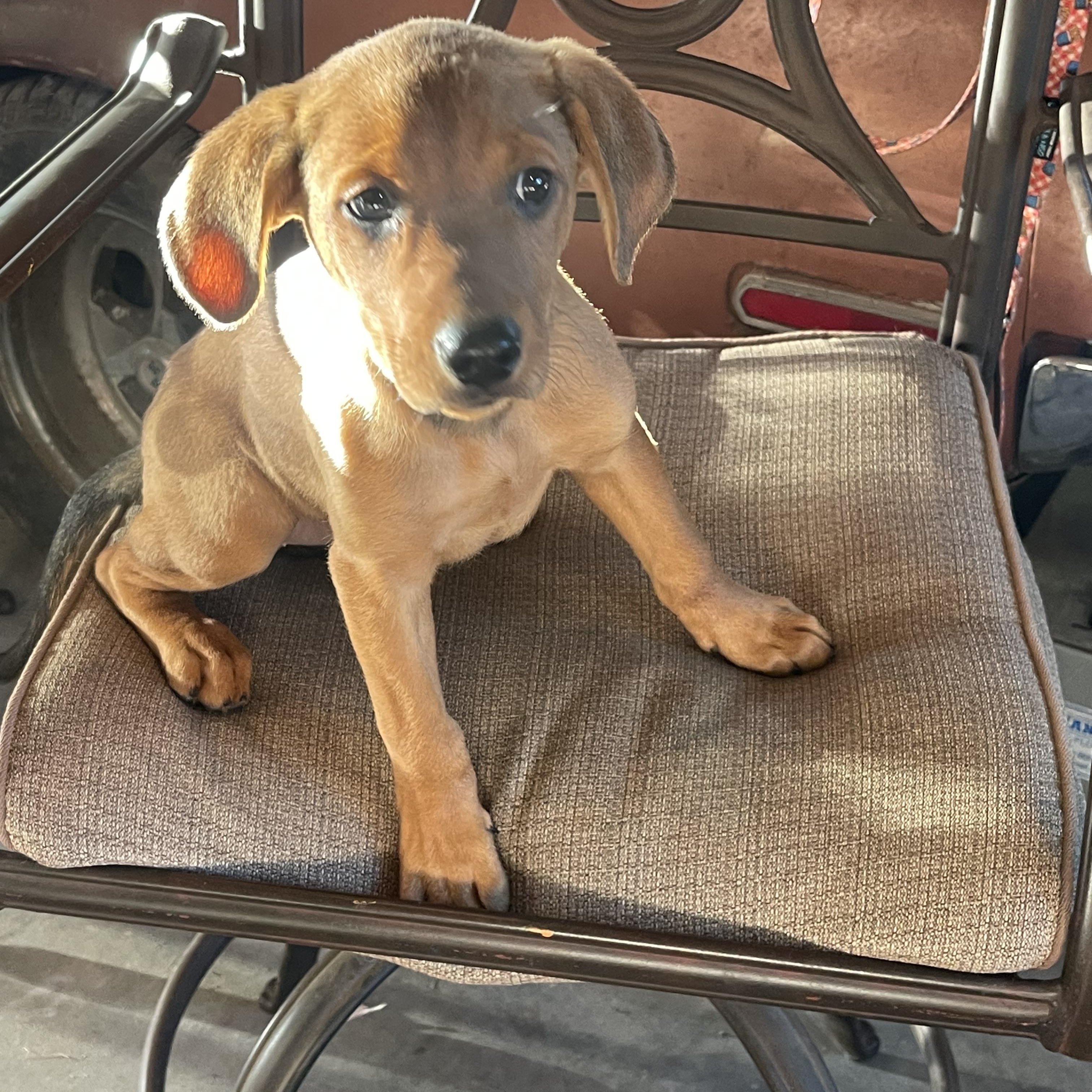 River, an adopted mixed breed in Kannapolis, NC image 2/3