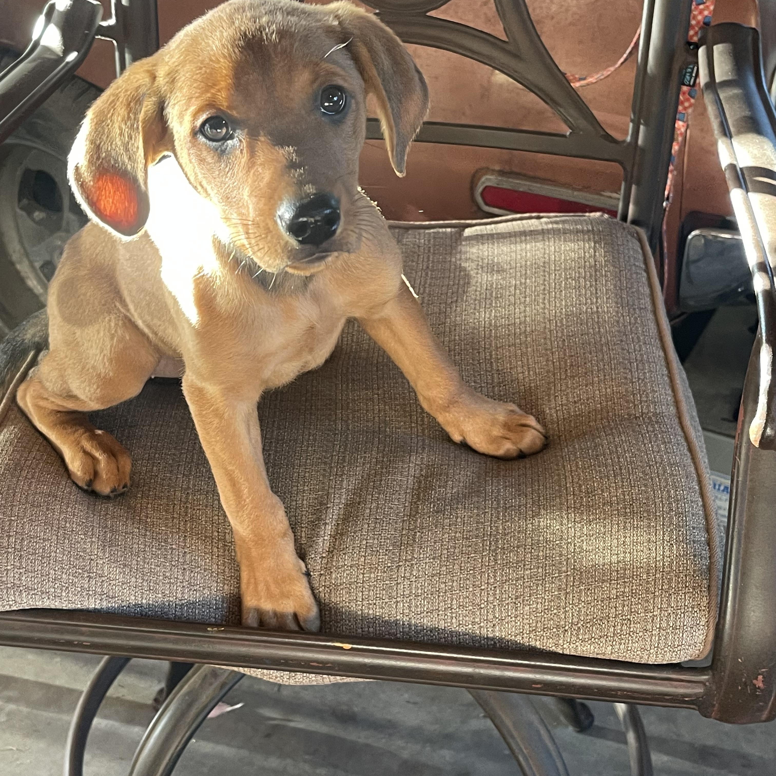 River, an adopted mixed breed in Kannapolis, NC image 3/3