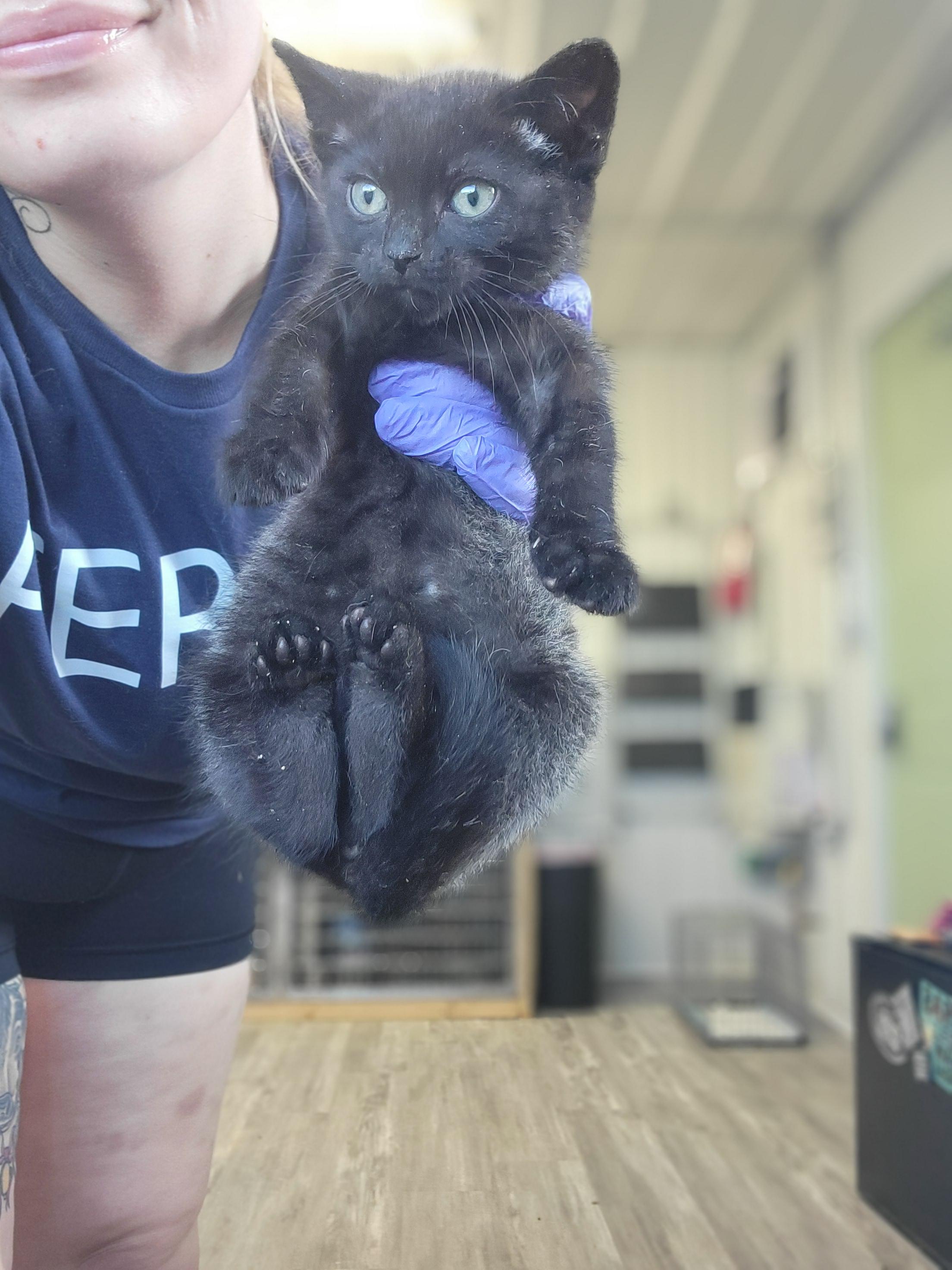 Porsche, an adoptable Domestic Short Hair in Fertile, MN, 56540 | Photo Image 1