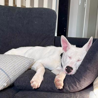 Enlarge Noah, a Adoptable mixed breed in Fort Wayne, IN image 6/6