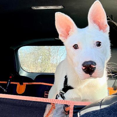 Enlarge Noah, a Adoptable mixed breed in Fort Wayne, IN image 1/6