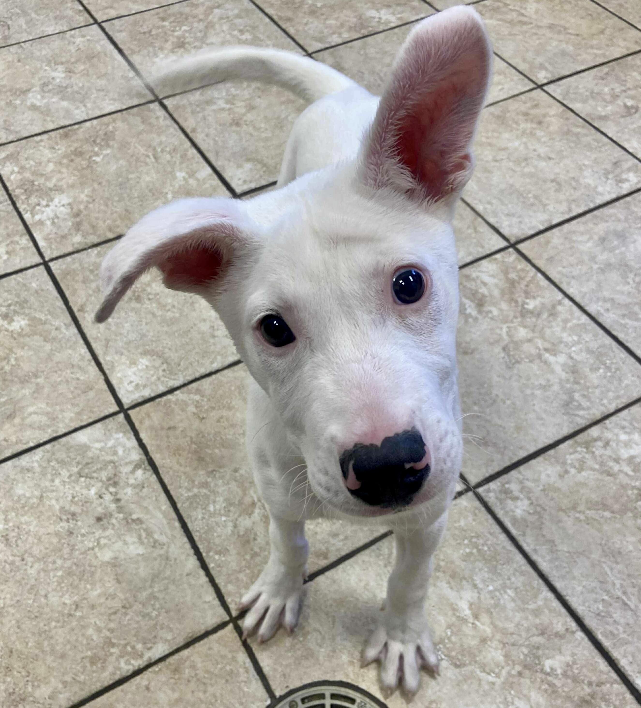 Noah, Adoptable, Young Male American Staffordshire Terrier.