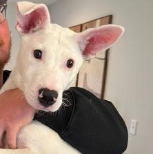 Enlarge Noah, a Adoptable mixed breed in Fort Wayne, IN image 2/6