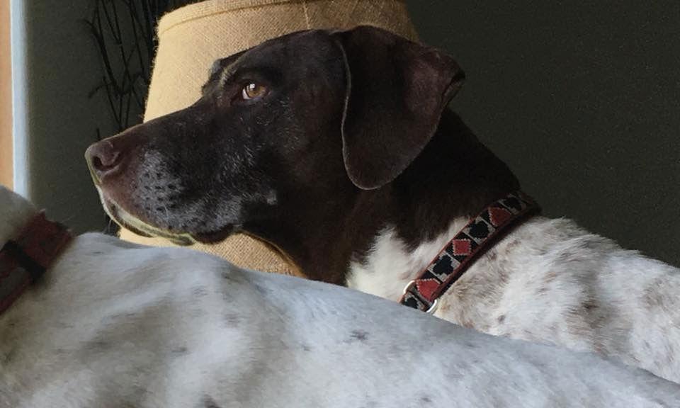 Gunner, Adopted, Young Male German Shorthaired Pointer.