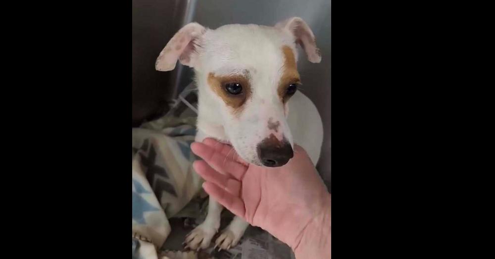 Ryan — thumbnail 6