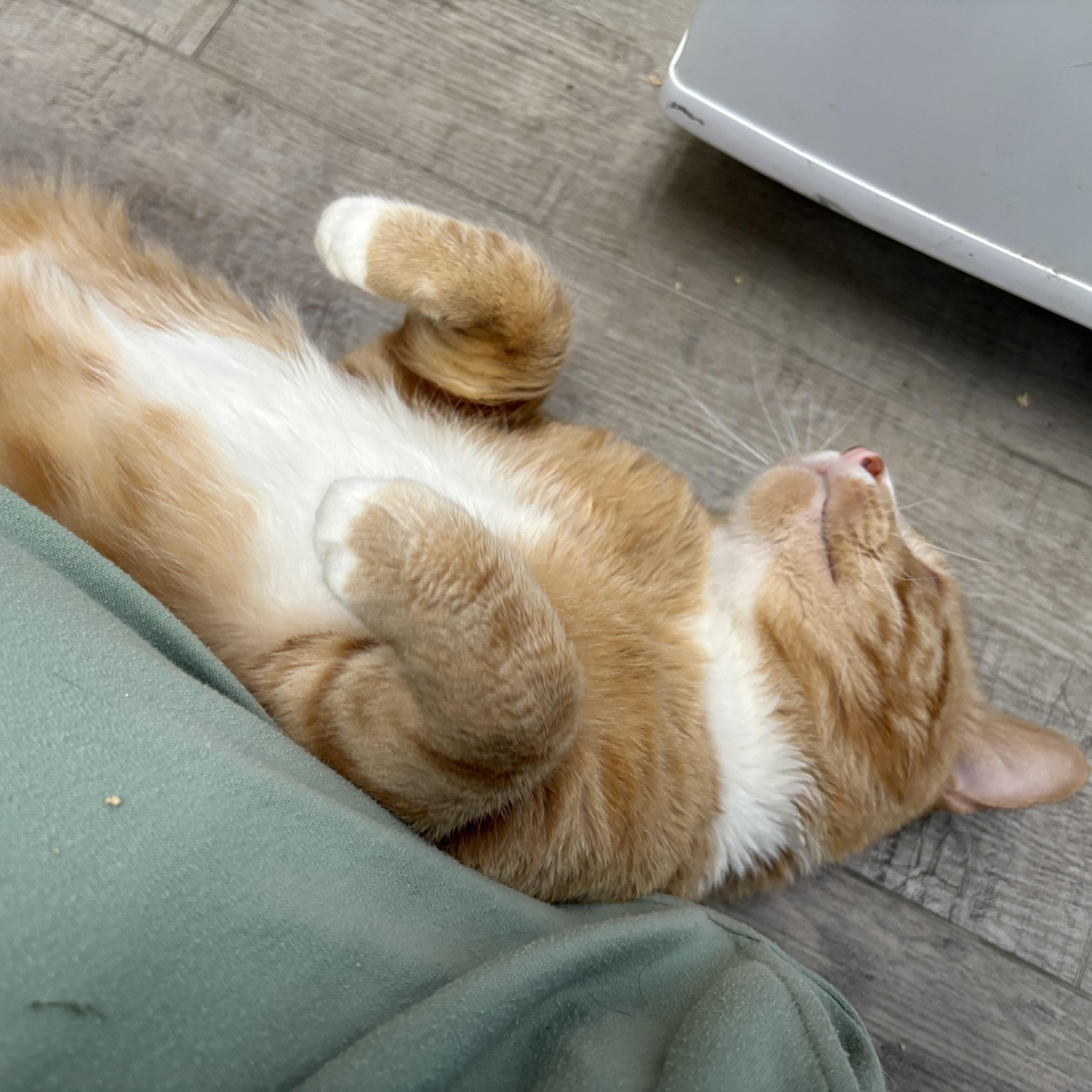 Fernando - FIV+