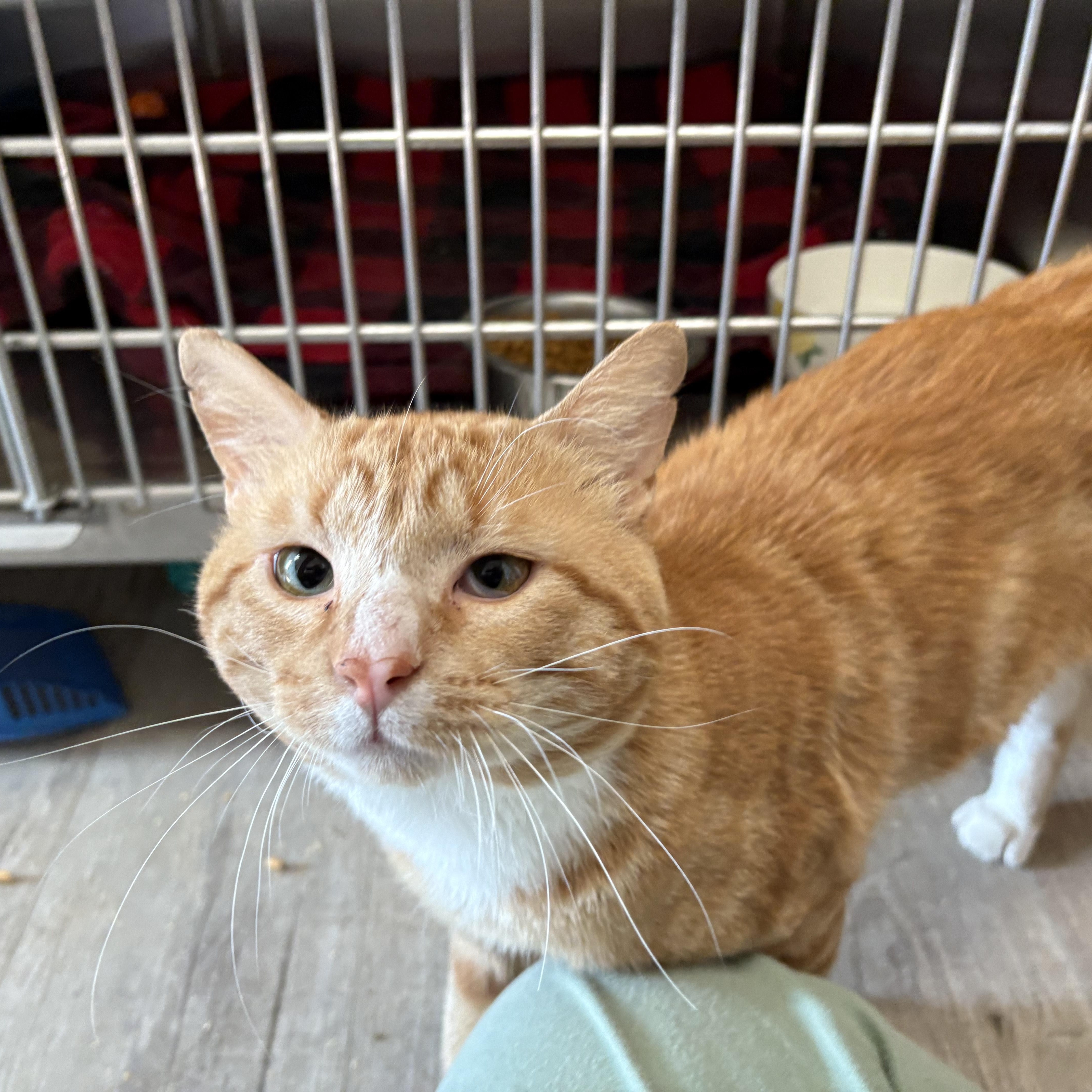 Fernando - FIV+