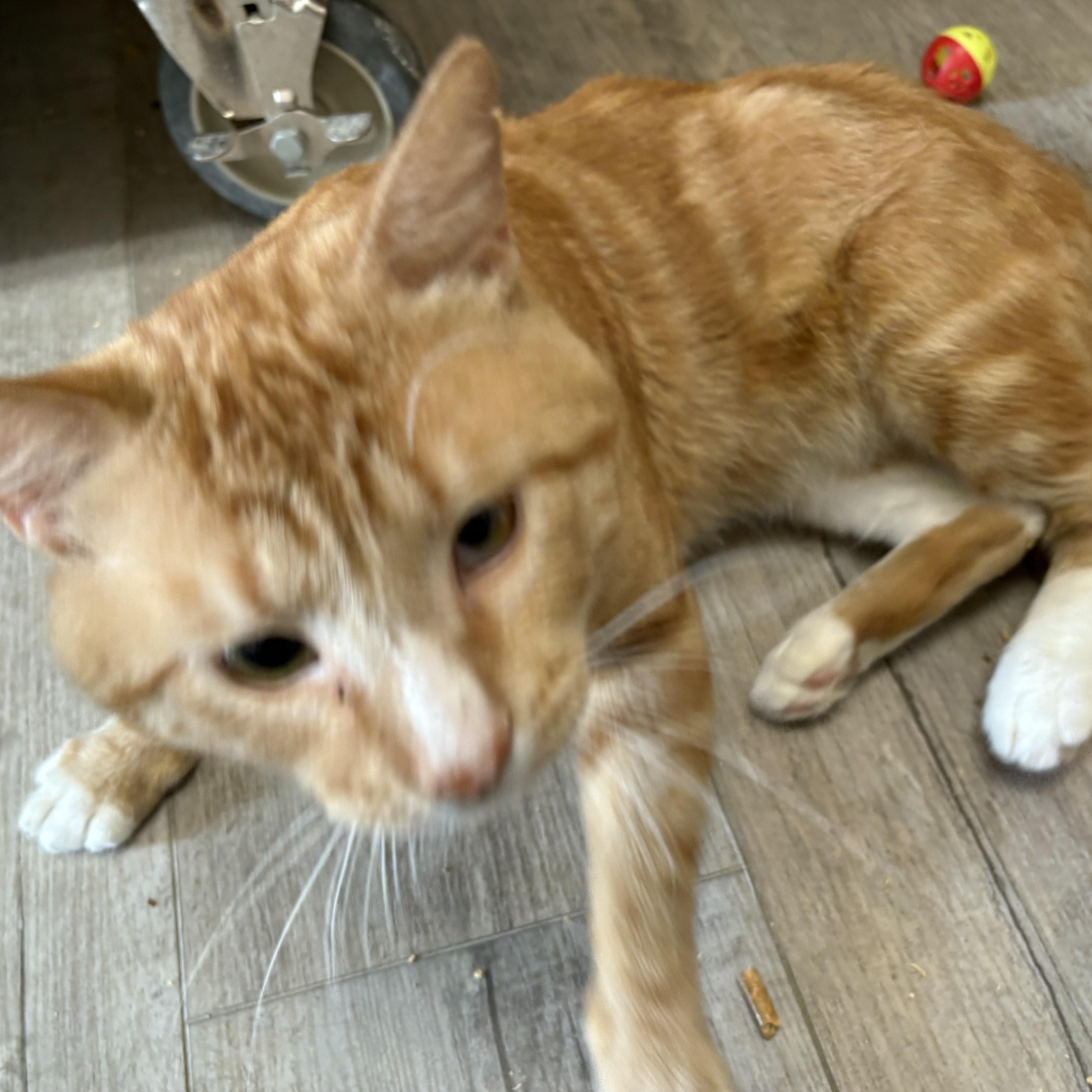 Fernando - FIV+