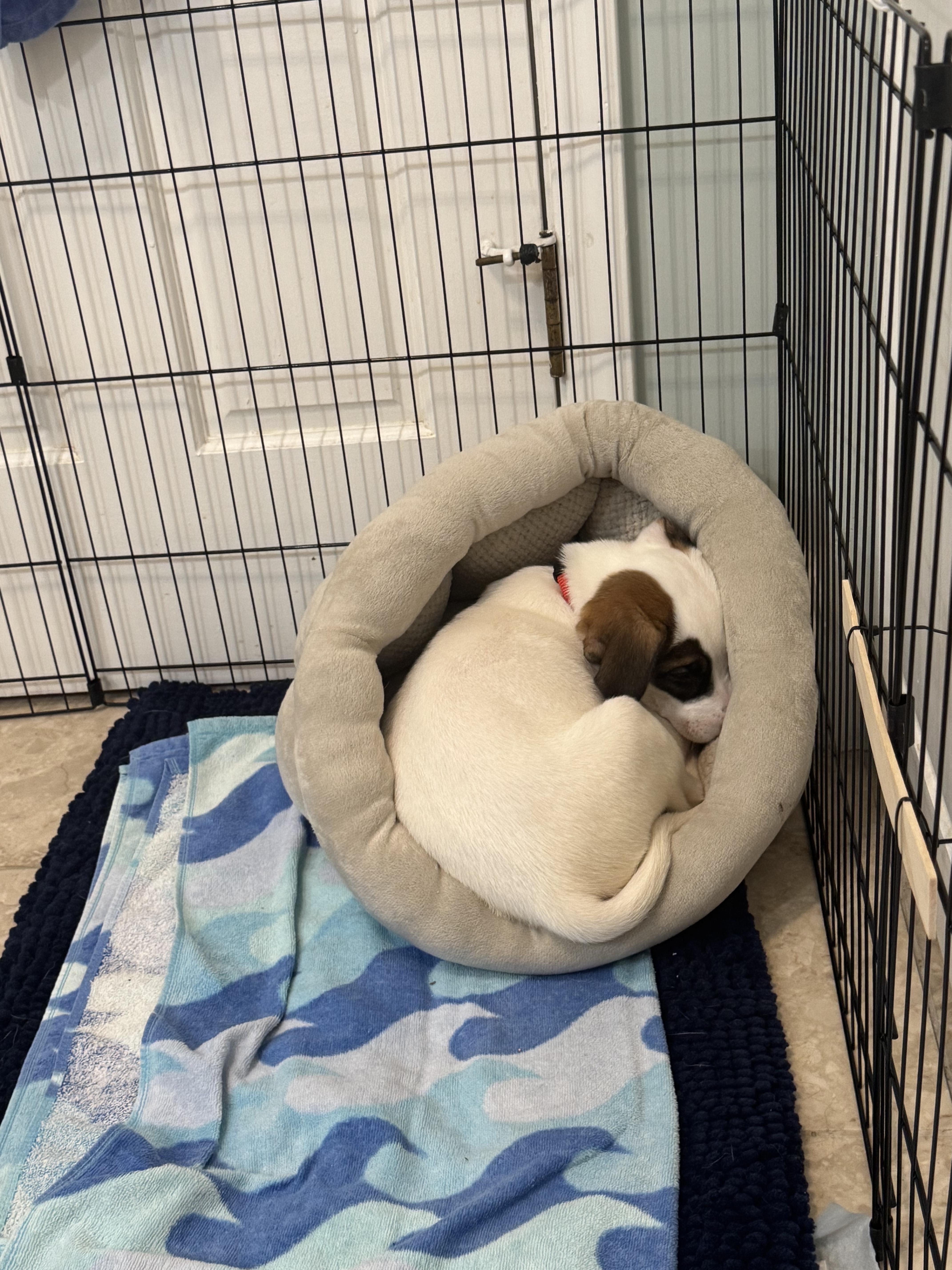 Enlarge Kendal, a Adoptable Mixed Breed in Chicago, IL image 1/4