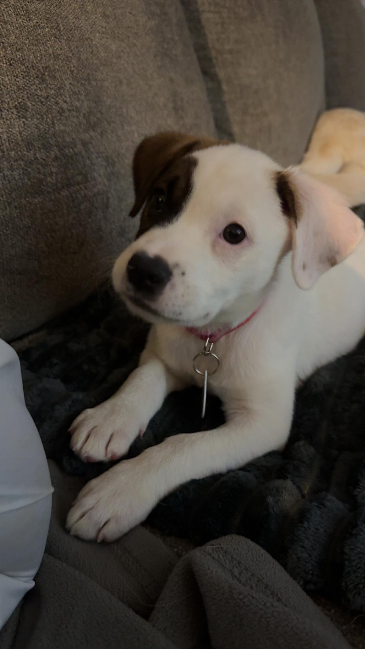 Enlarge Kendal, a Adoptable Mixed Breed in Chicago, IL image 2/4