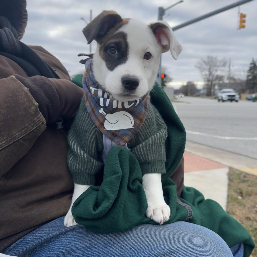Enlarge Kendal, an adopted Mixed Breed in Chicago, IL image 1/5