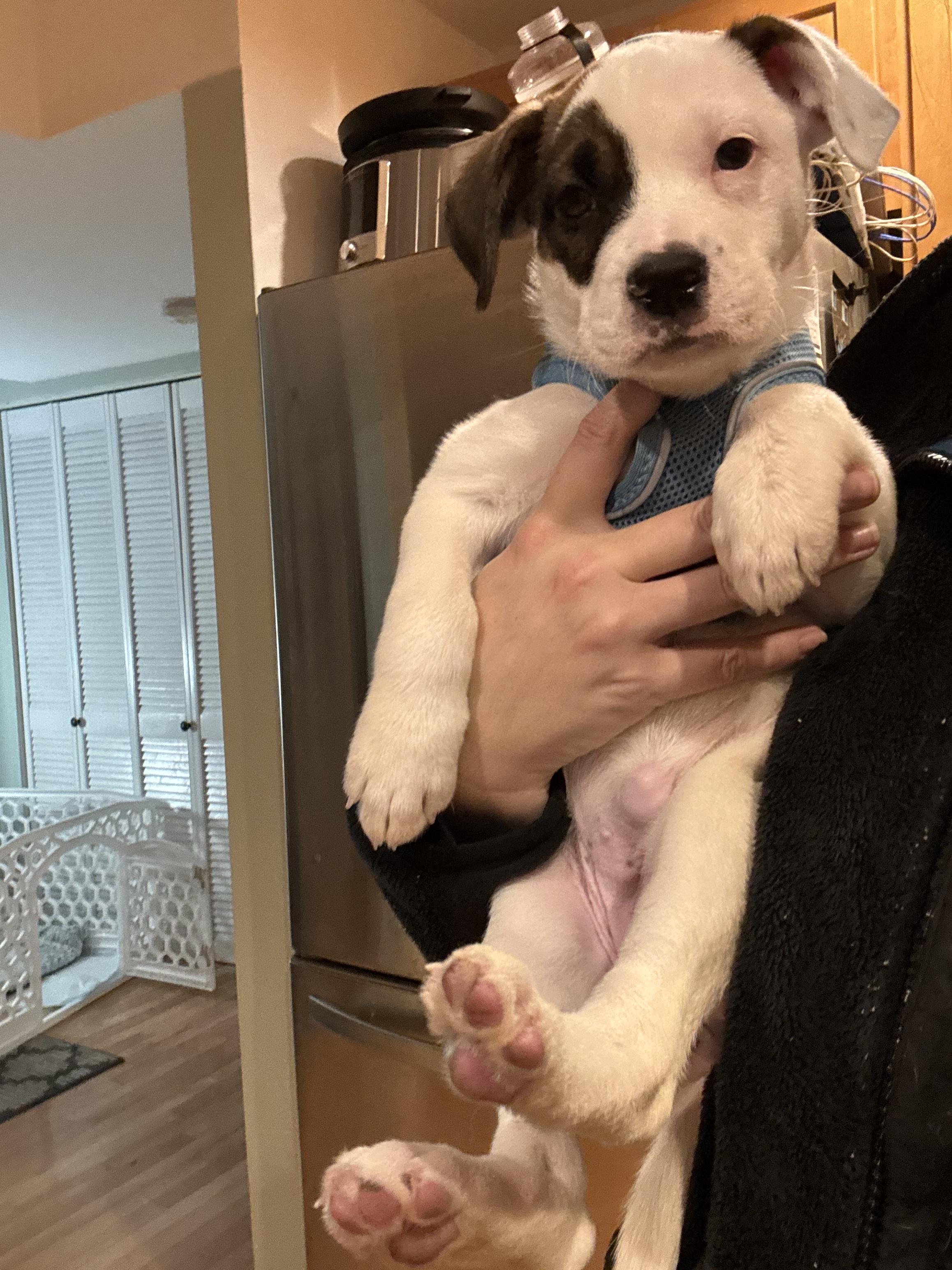 Enlarge Kendal, a Adoptable Mixed Breed in Chicago, IL image 3/4