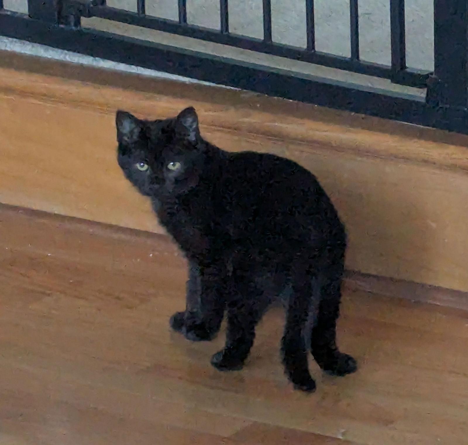 Percy, Adoptable, Kitten Male Domestic Long Hair.