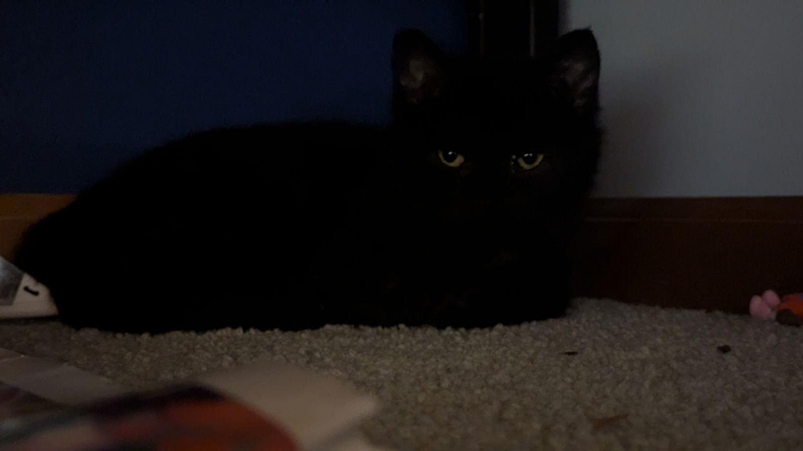 Enlarge Percy, a Adoptable Domestic Long Hair in hinckley, IL image 1/2