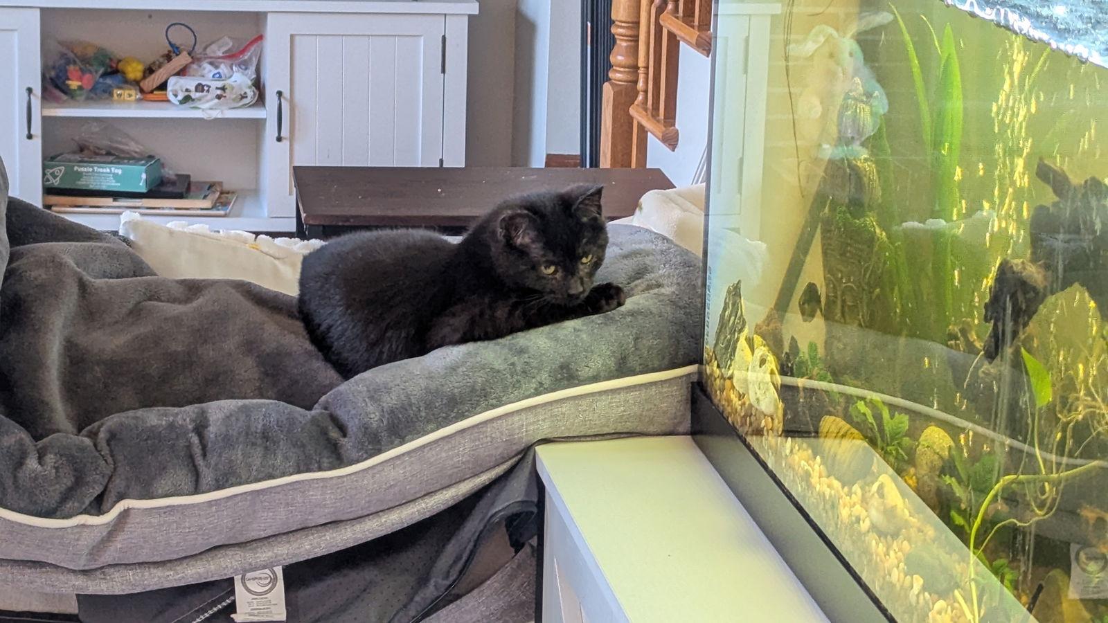 Enlarge Percy, a Adoptable Domestic Long Hair in hinckley, IL image 2/3