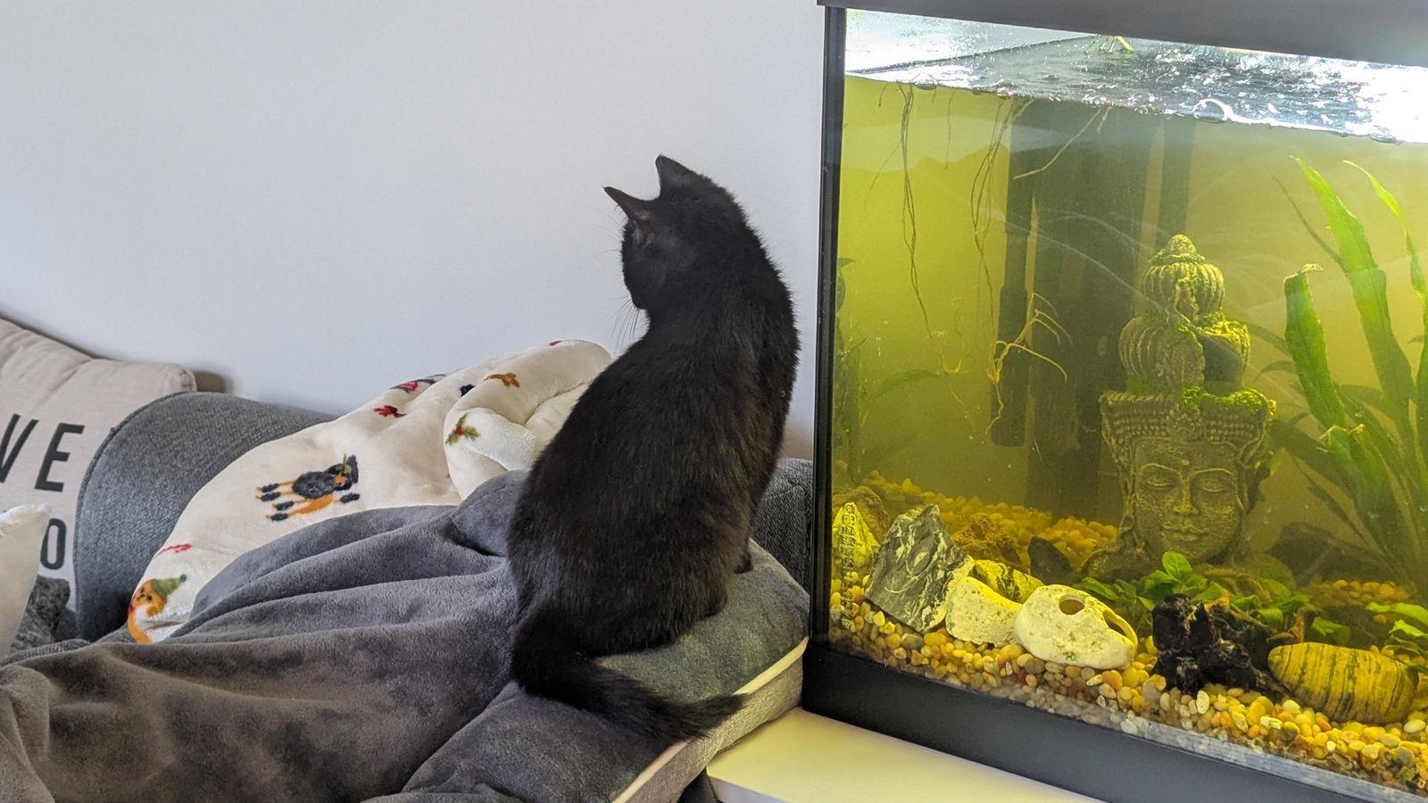 Enlarge Percy, a Adoptable Domestic Long Hair in hinckley, IL image 3/3