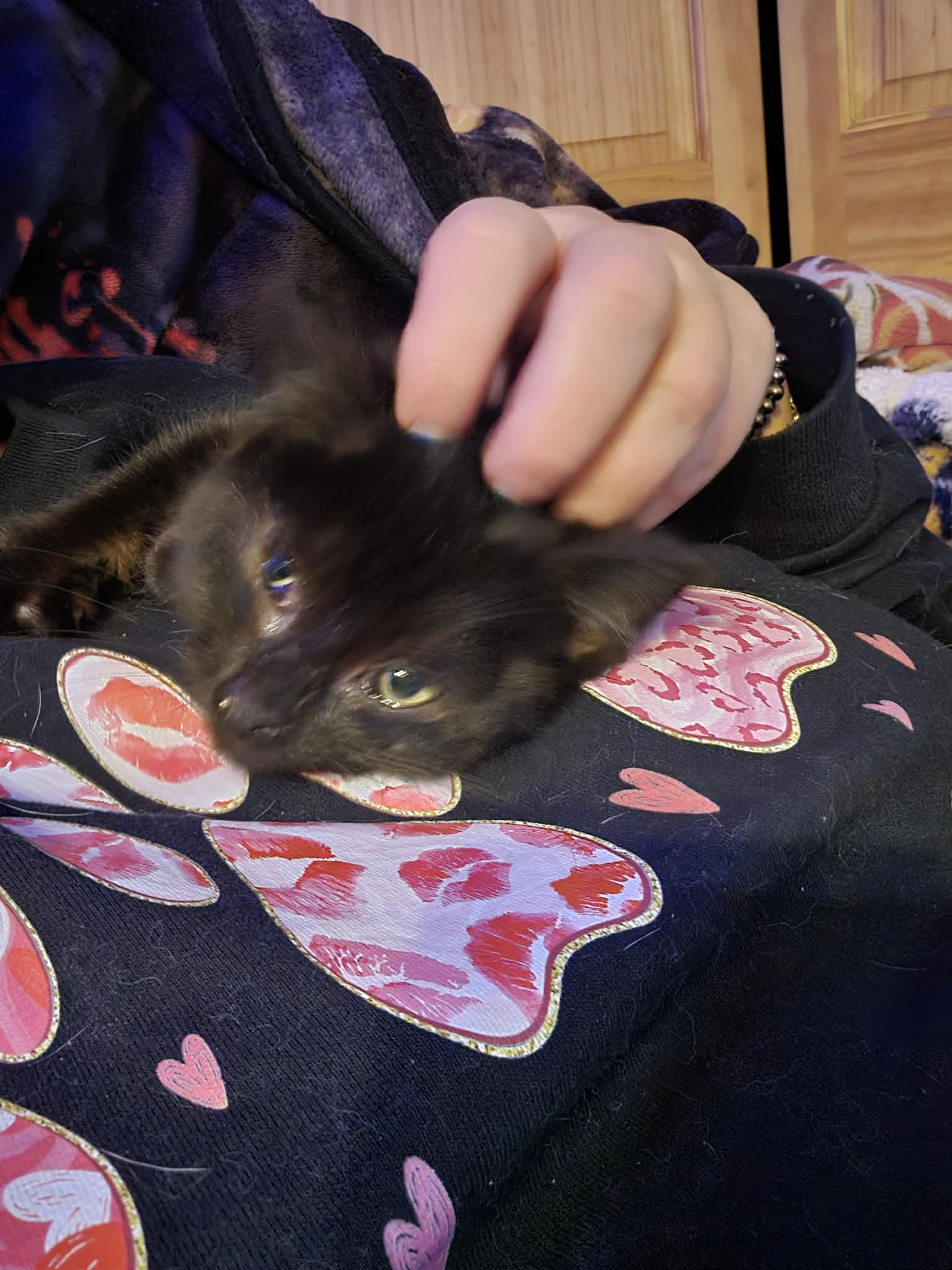 Enlarge Percy, a Adoptable Domestic Long Hair in hinckley, IL image 2/2