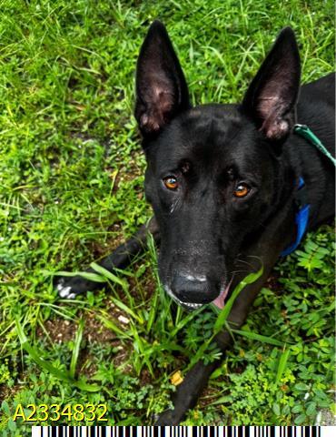 Enlarge BENJI, a Adoptable mixed breed in West Palm Beach, FL image 1/1