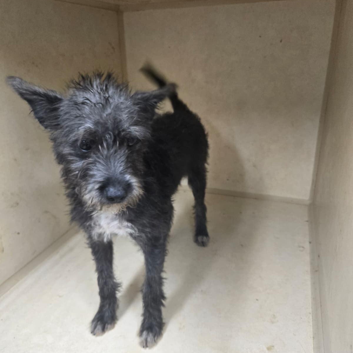 Pippin, Adopted, Young Male Cairn Terrier & Miniature Schnauzer.