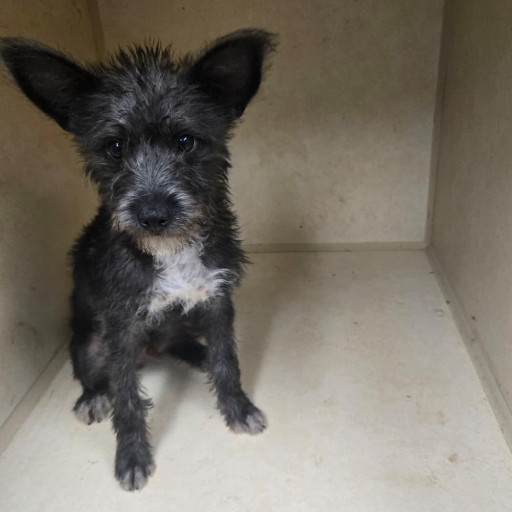 Enlarge Pippin, a Adopted mixed breed in Mabank, TX image 2/5