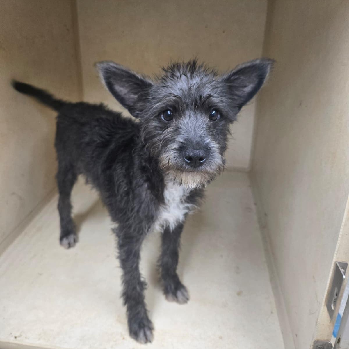 Enlarge Pippin, a Adopted mixed breed in Mabank, TX image 3/5
