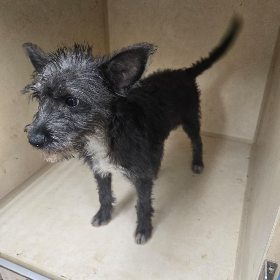 Enlarge Pippin, a Adopted mixed breed in Mabank, TX image 4/5