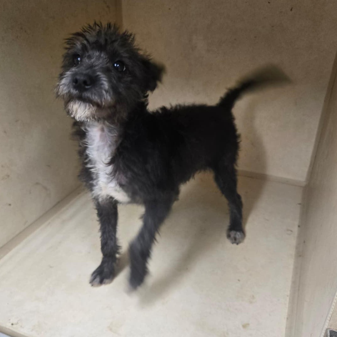 Enlarge Pippin, a Adopted mixed breed in Mabank, TX image 5/5