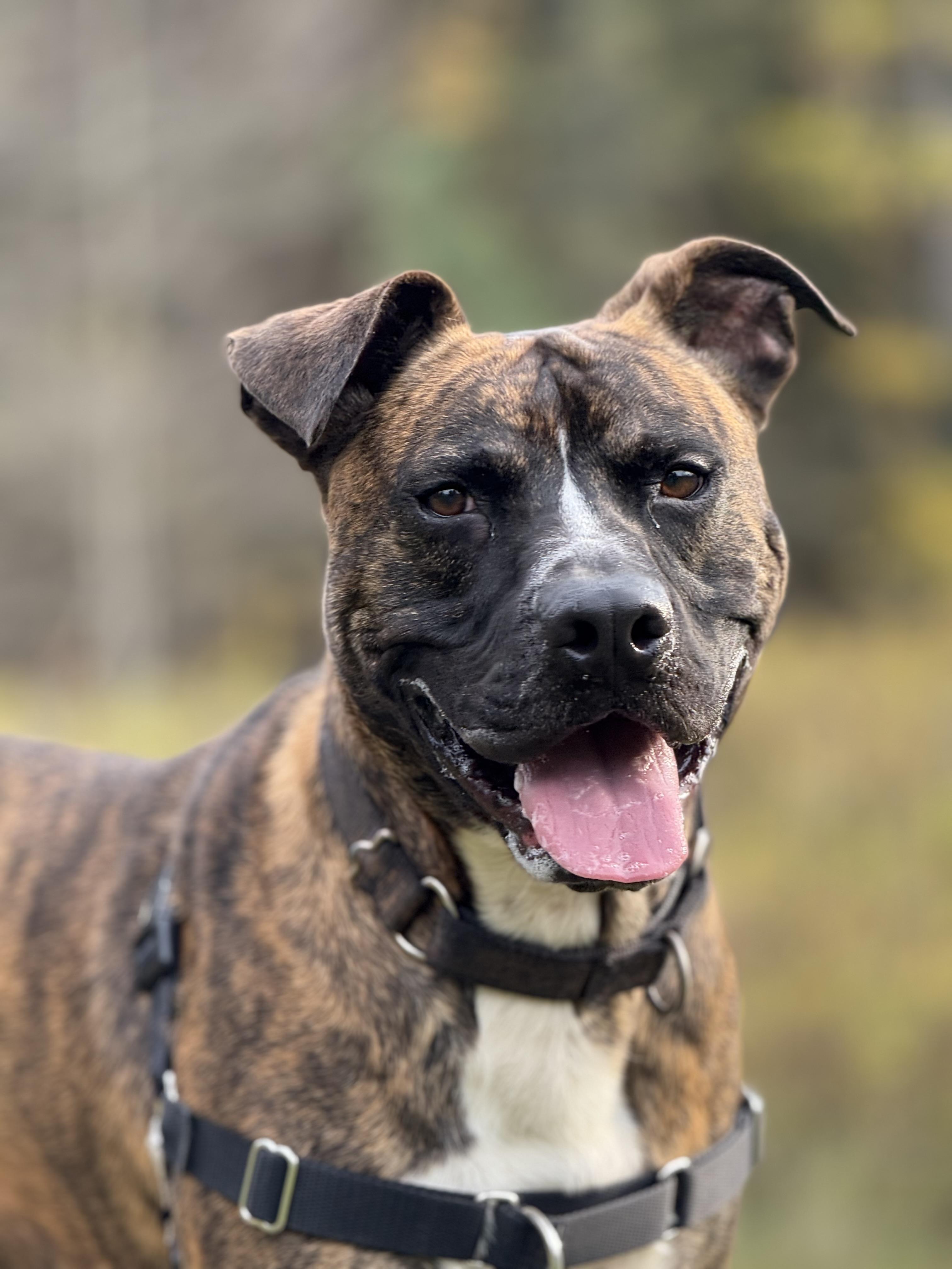 RUPERT, a Adoptable mixed breed in Morris, NY image 1/6