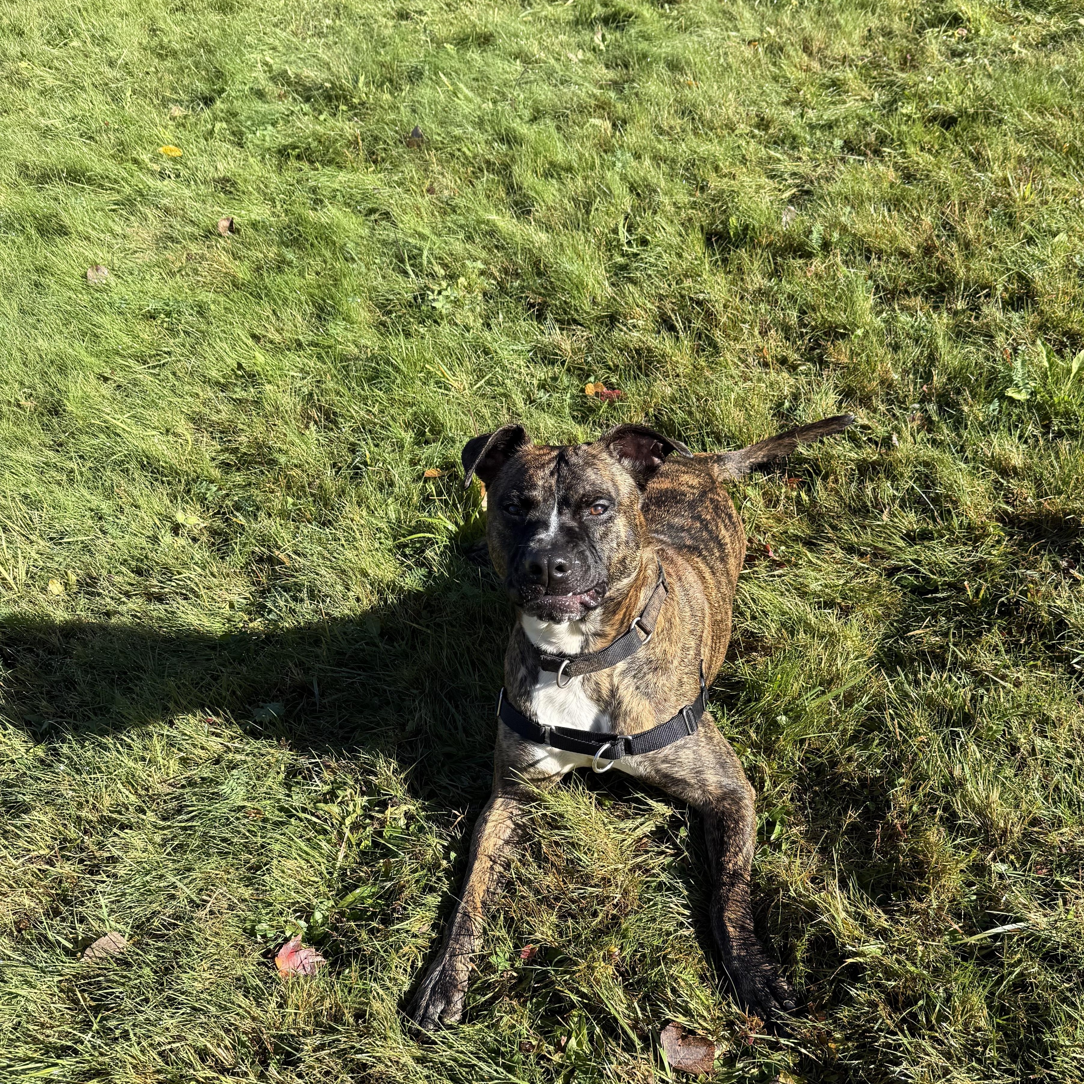 RUPERT, a Adoptable mixed breed in Morris, NY image 2/6