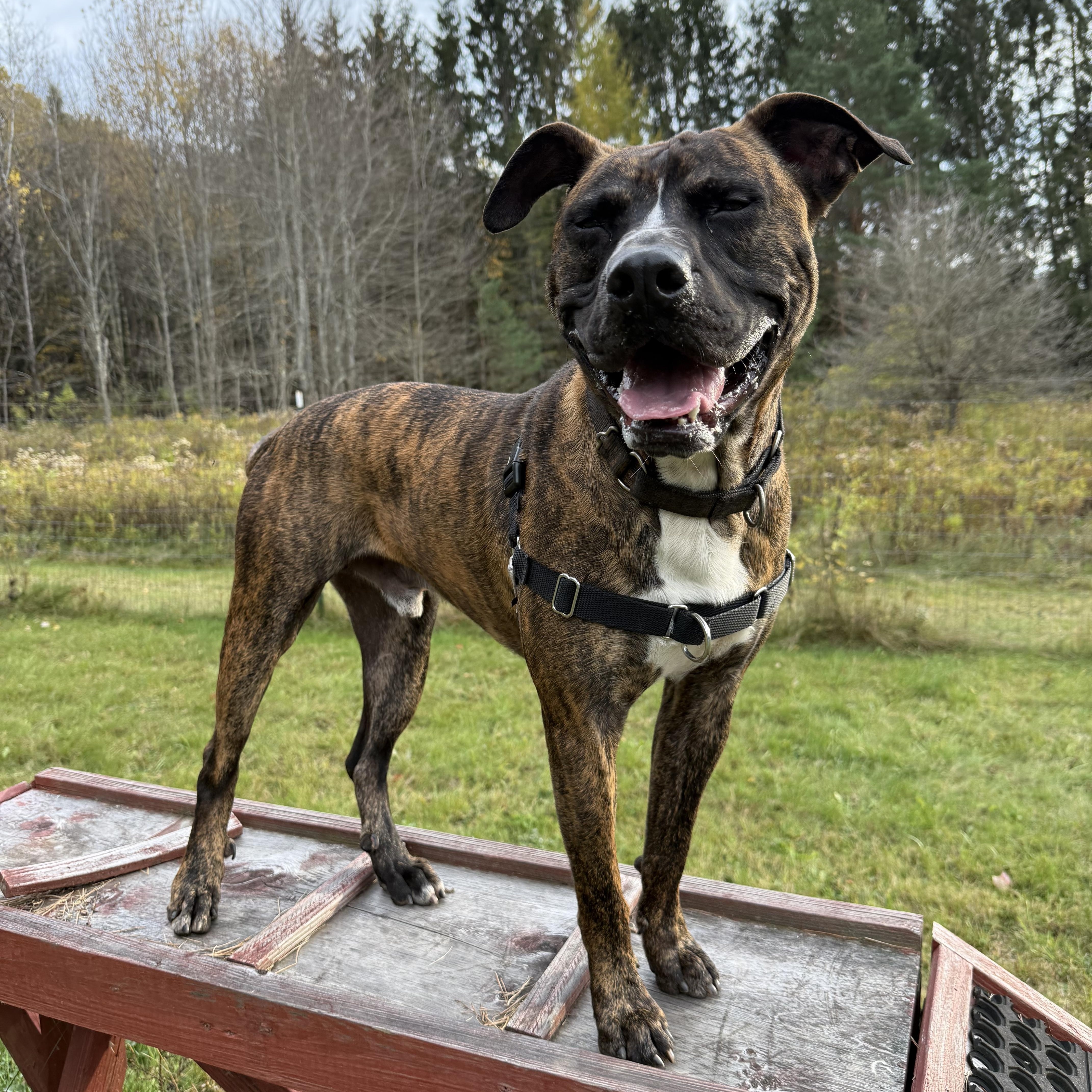 RUPERT, a Adoptable mixed breed in Morris, NY image 3/6