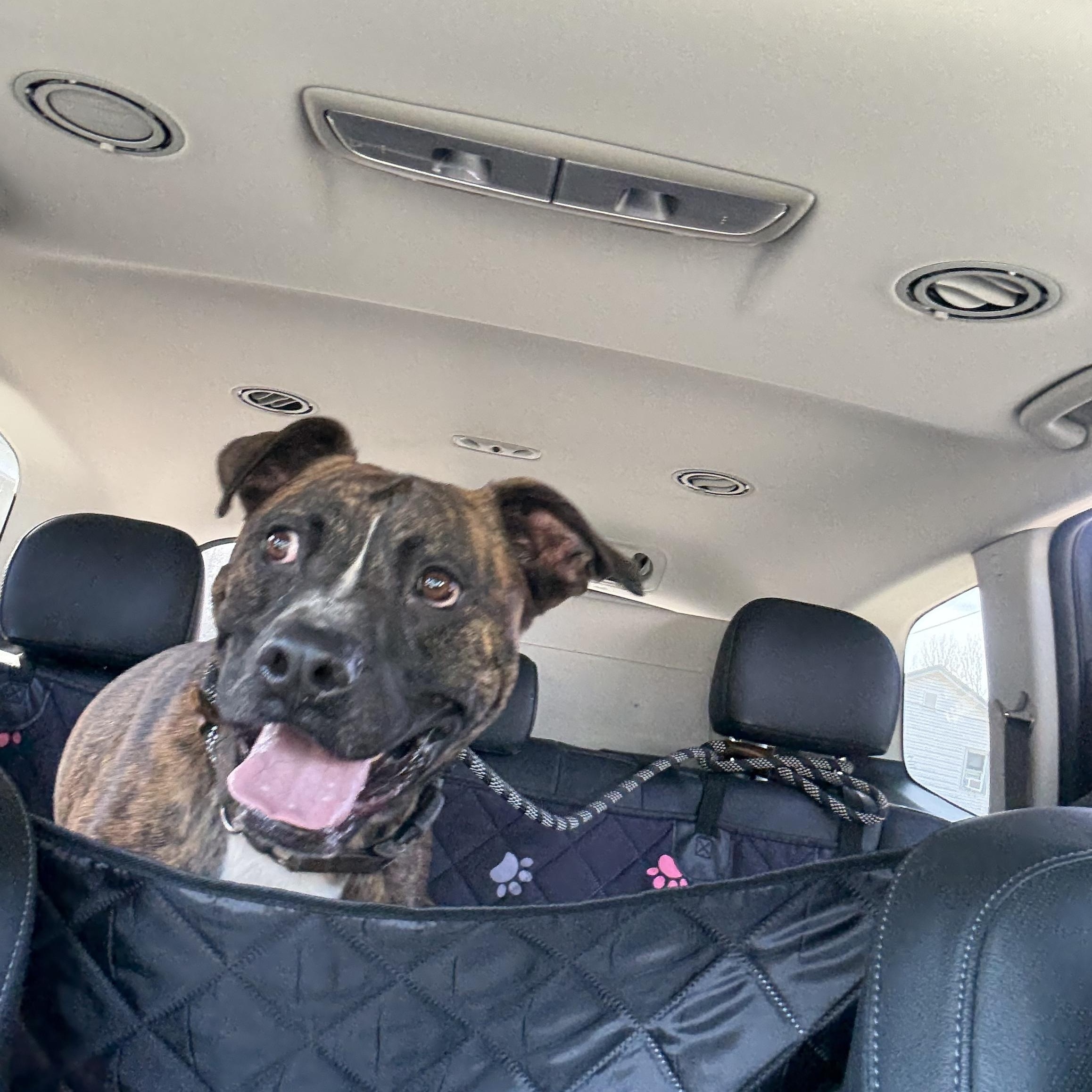 RUPERT, a Adoptable mixed breed in Morris, NY image 4/6