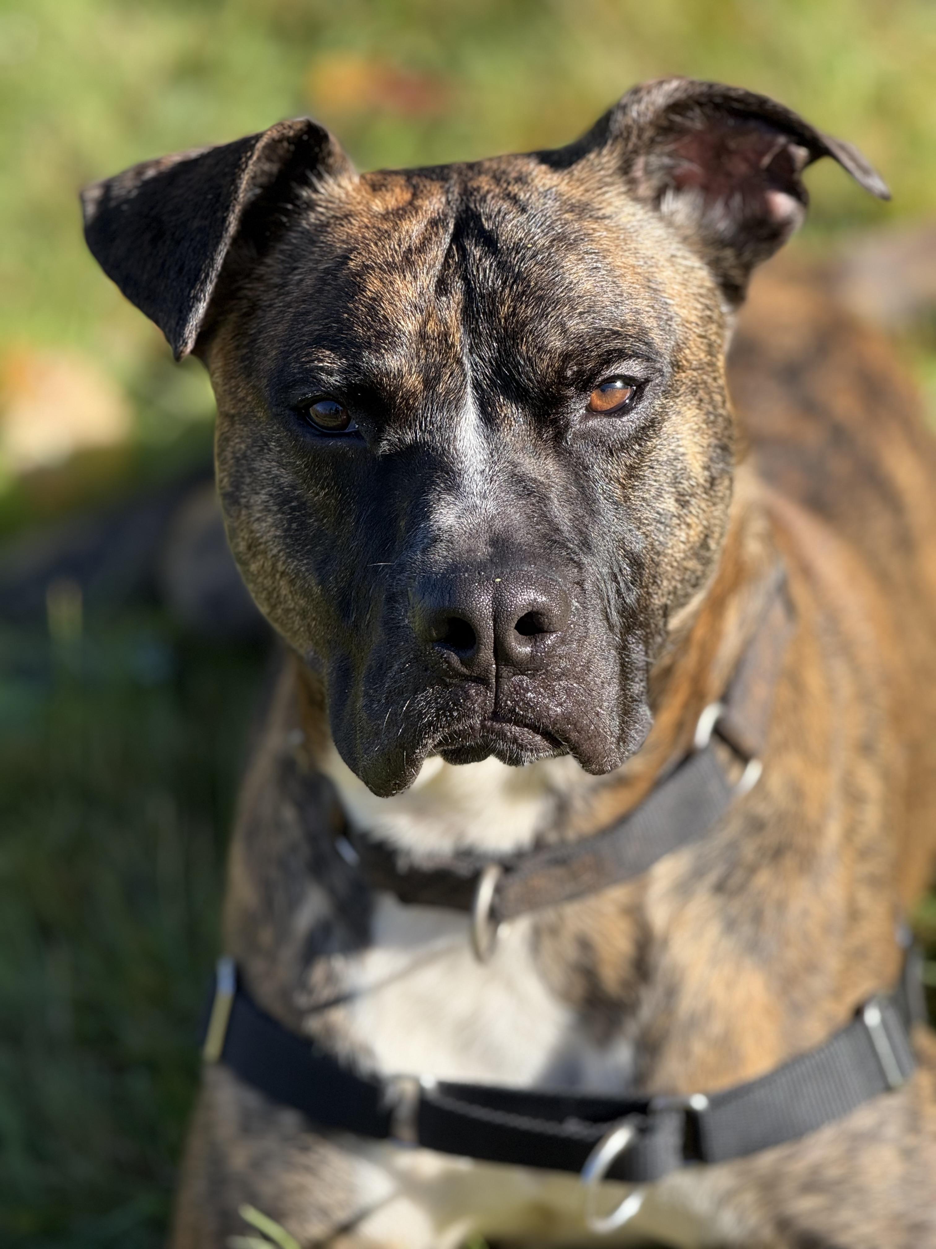 RUPERT, a Adoptable mixed breed in Morris, NY image 6/6
