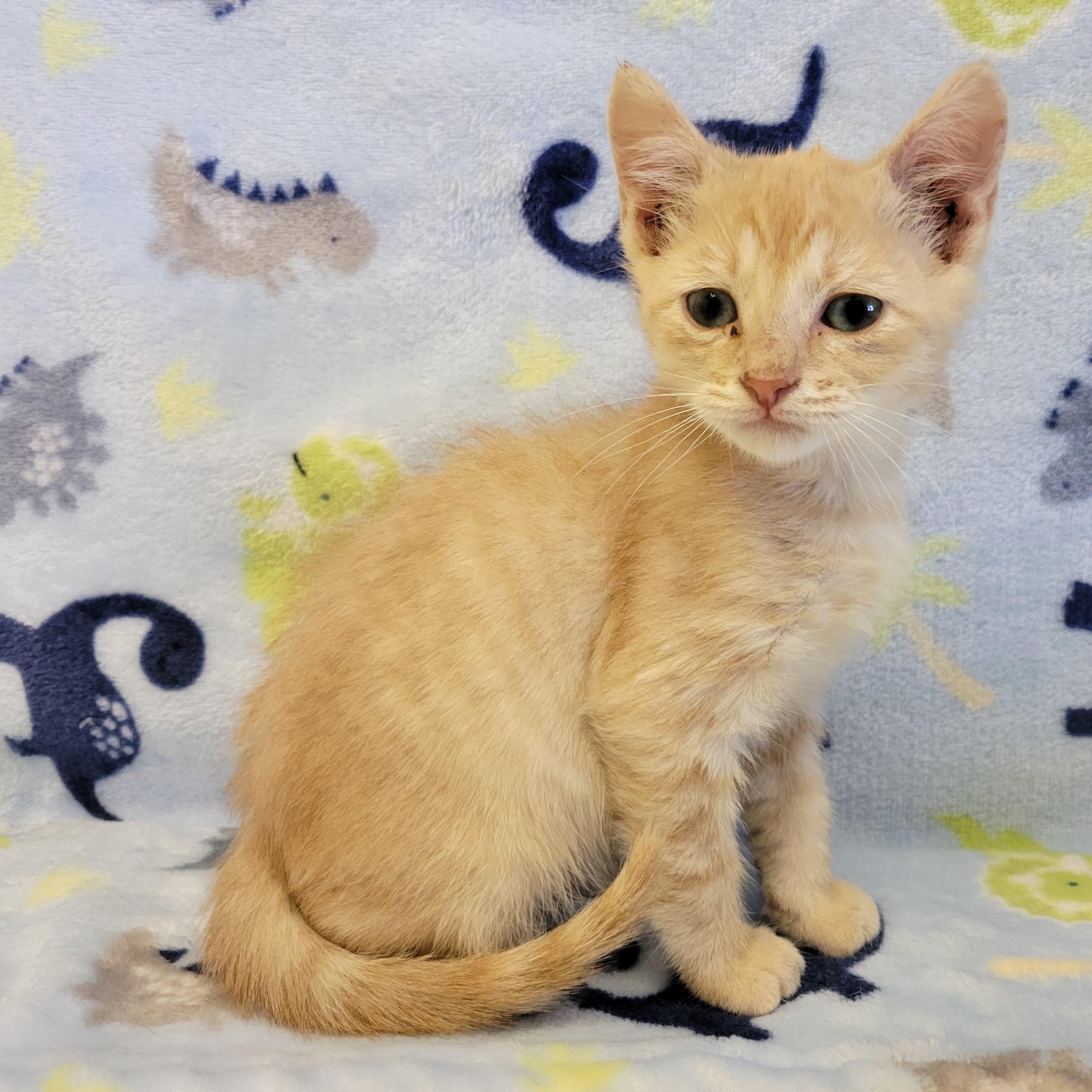 Enlarge Cheez it, a ADOPTABLE mixed breed in ALPINE, TX image 3/4