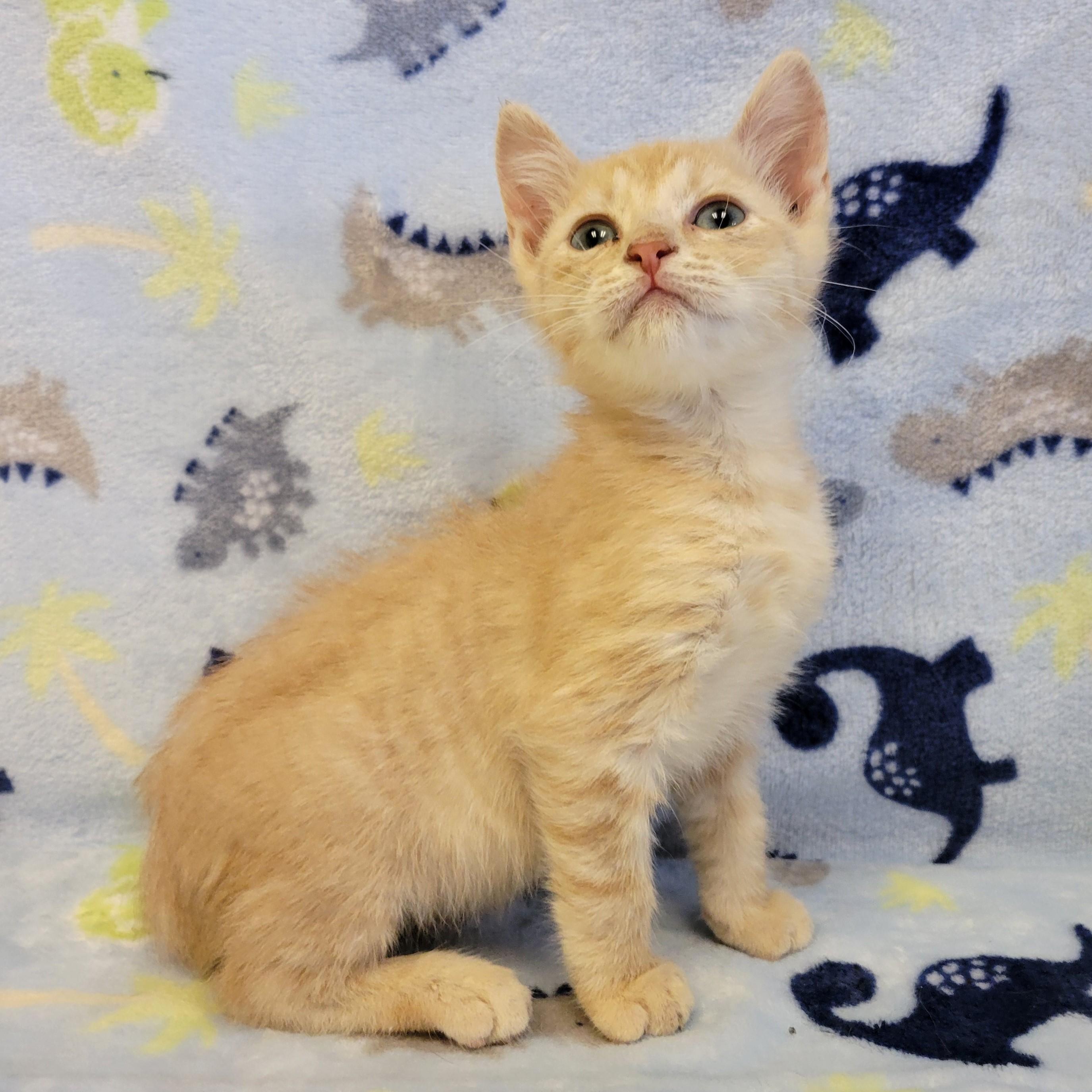 Enlarge Cheez it, a ADOPTABLE mixed breed in ALPINE, TX image 2/4