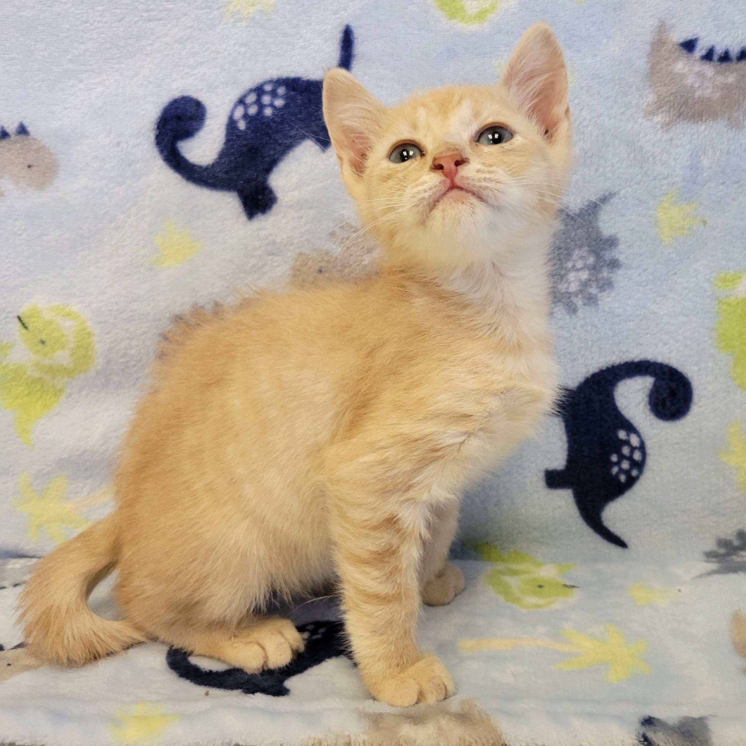Enlarge Cheez it, a ADOPTABLE mixed breed in ALPINE, TX image 4/4
