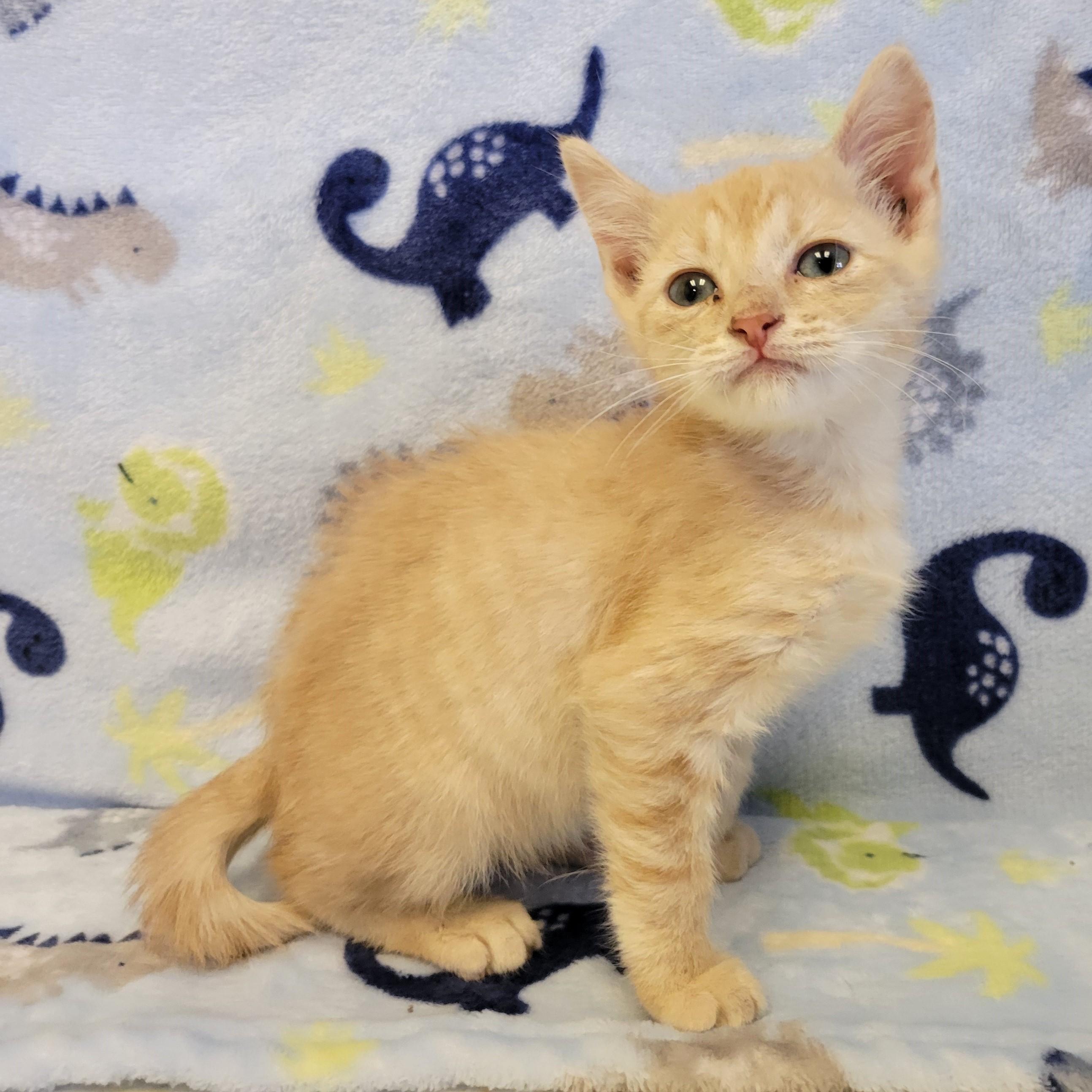 Cheez it, ADOPTABLE, Young Male Domestic Short Hair.