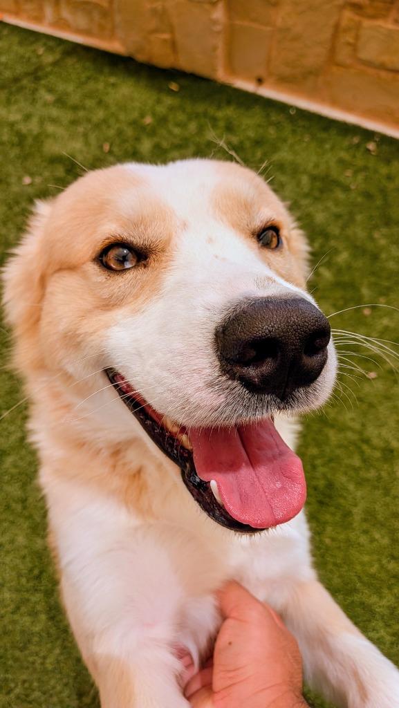 Cane, Adoptable, Young Male Husky.