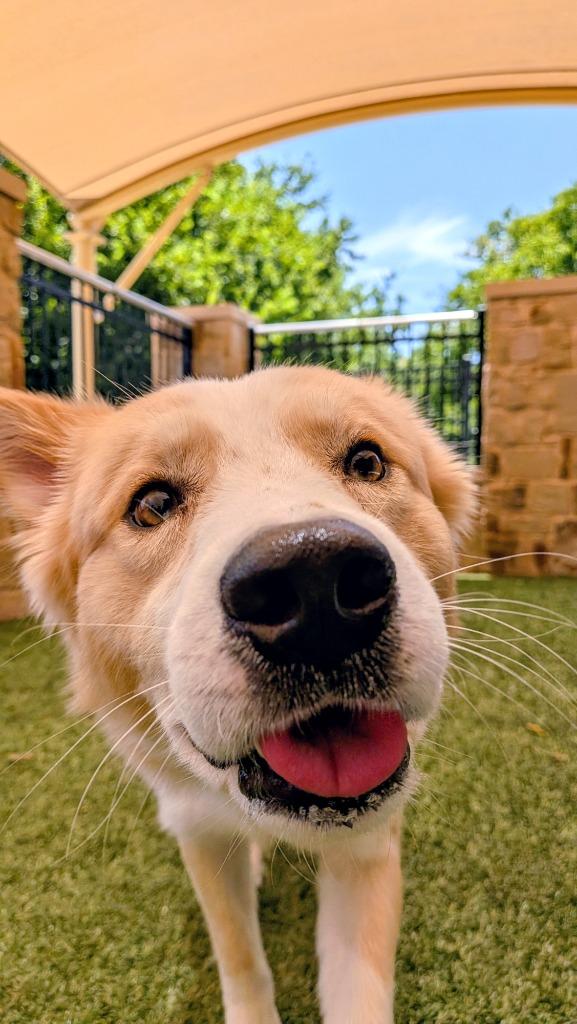 Cane, a Adoptable mixed breed in Seguin, TX image 2/3