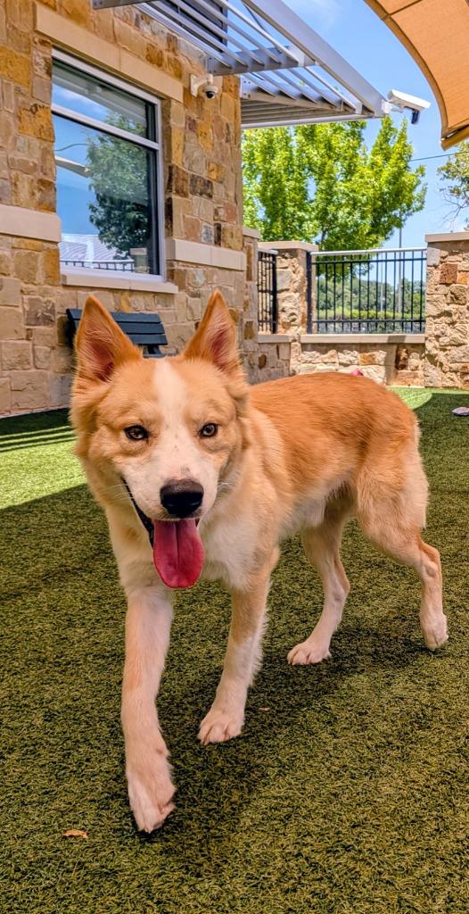 Cane, a Adoptable mixed breed in Seguin, TX image 3/3