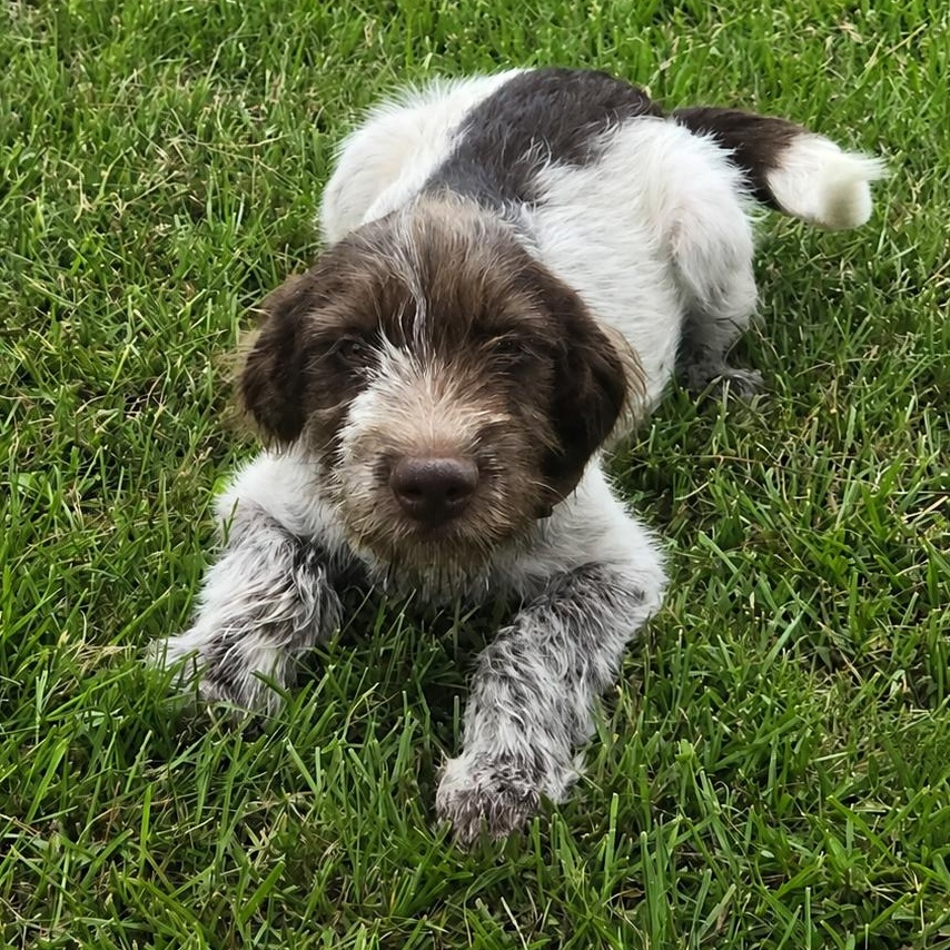 Biscuit, ADOPTABLE, Young Male German Longhaired Pointer & Poodle.
