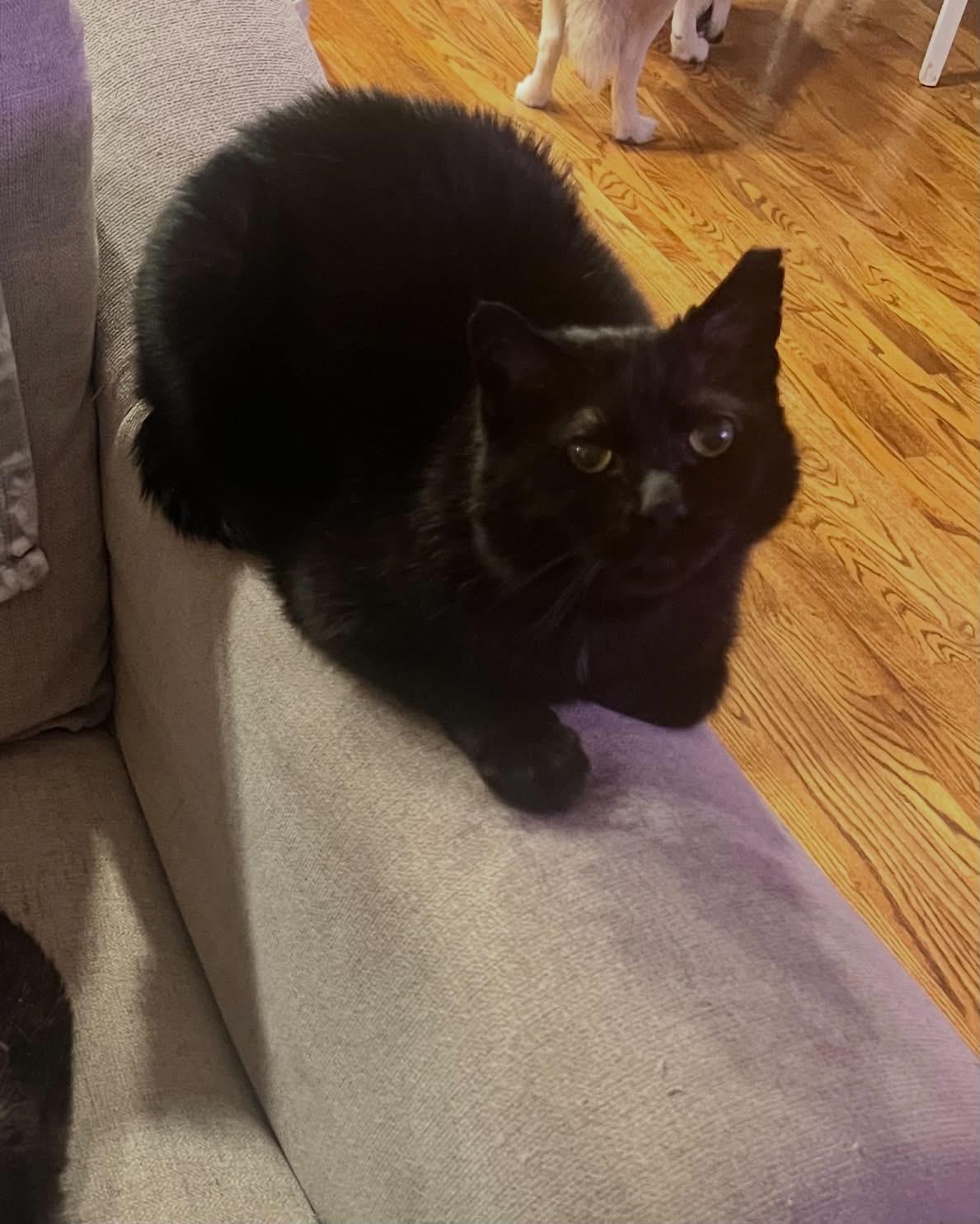 Enlarge Channing, a Adoptable Domestic Short Hair in Alvaton, KY image 1/5