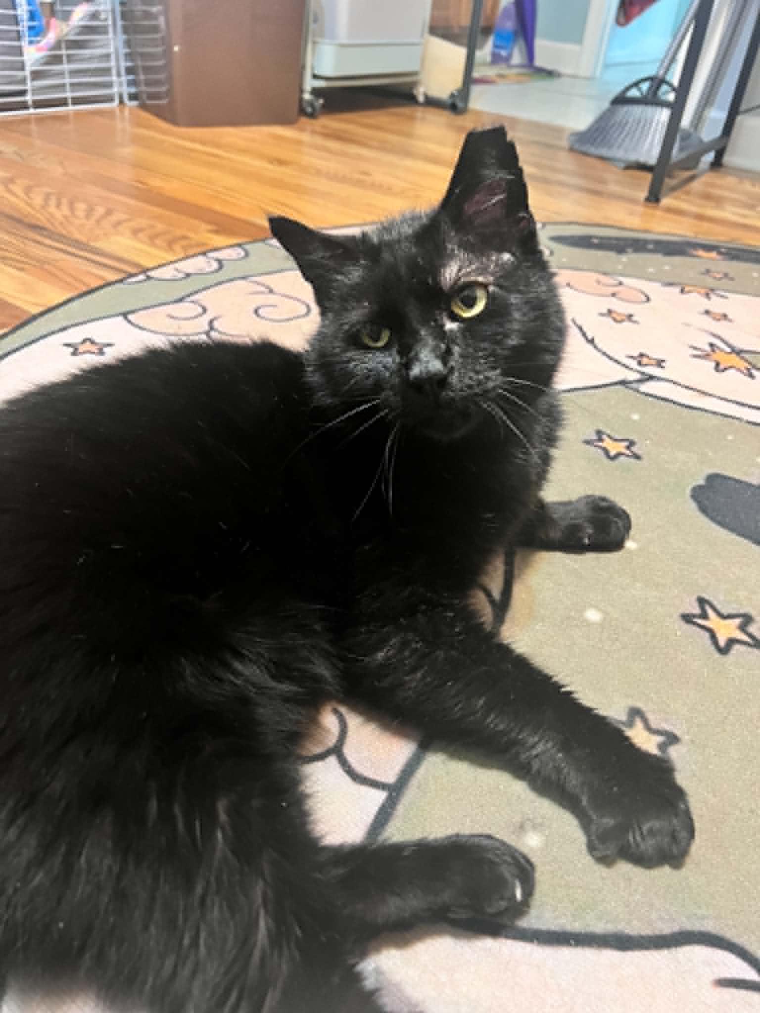 Enlarge Channing, a Adoptable Domestic Short Hair in Alvaton, KY image 5/5