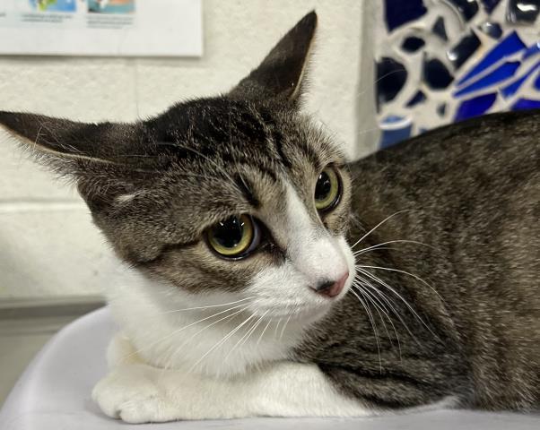 DOT, Adoptable, Young Female Domestic Short Hair.