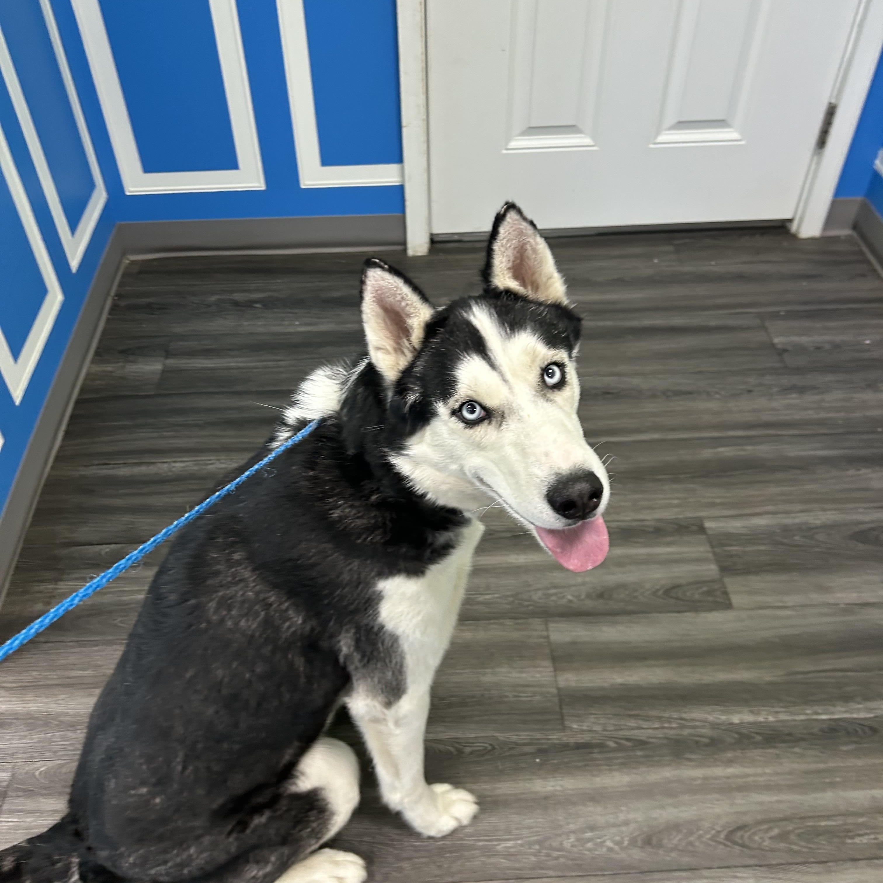 Enlarge Reggie, a ADOPTABLE Siberian Husky in Lehigh Valley, PA image 2/2