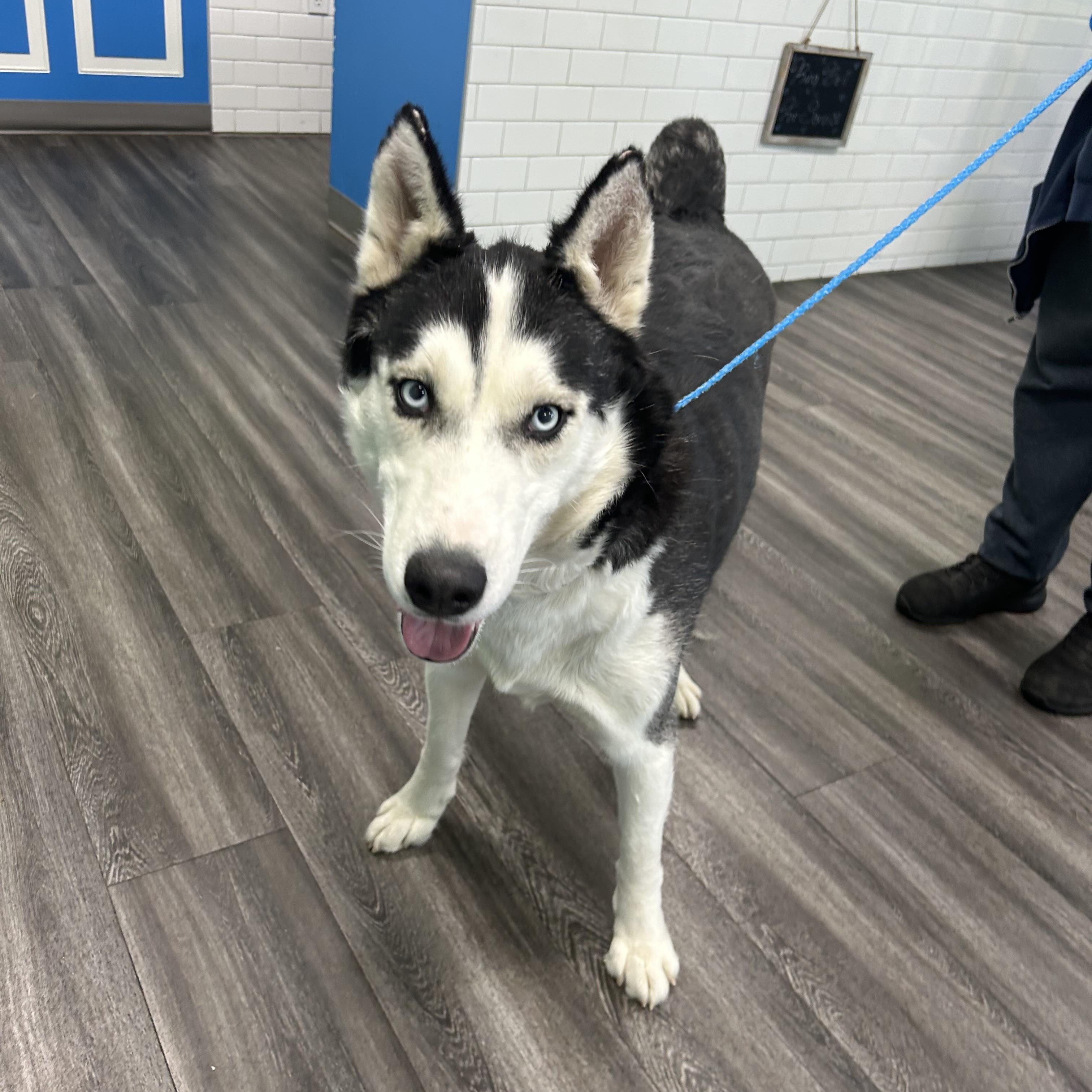 Reggie, ADOPTABLE, Adult Male Siberian Husky.