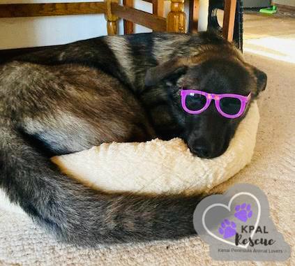 Enlarge Bear - Oopsie Daisies Litter, a Adoptable mixed breed in Kenai, AK image 1/6