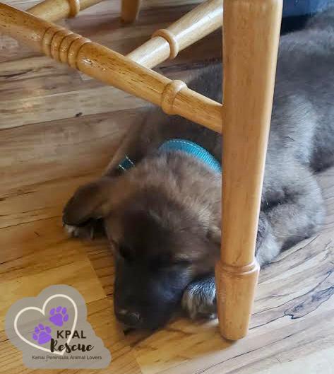 Enlarge Bear - Oopsie Daisies Litter, a Adoptable mixed breed in Kenai, AK image 2/6