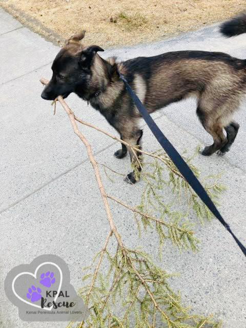 Enlarge Bear - Oopsie Daisies Litter, a Adoptable mixed breed in Kenai, AK image 3/6